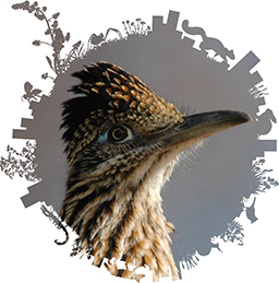 City Nature Challenge logo with roadrunner